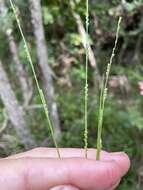 Image of Chapman's bristlegrass