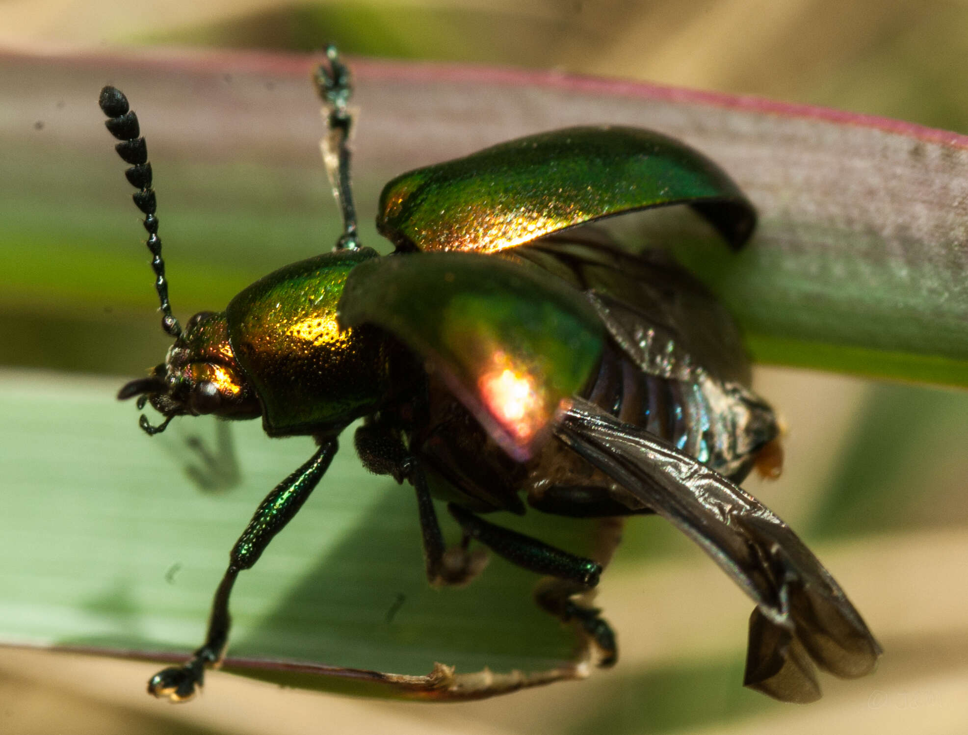 Imagem de <i>Platycorynus dejeani</i>