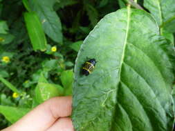 Image of Sphenorhina clarivenosa (Jacobi 1908)