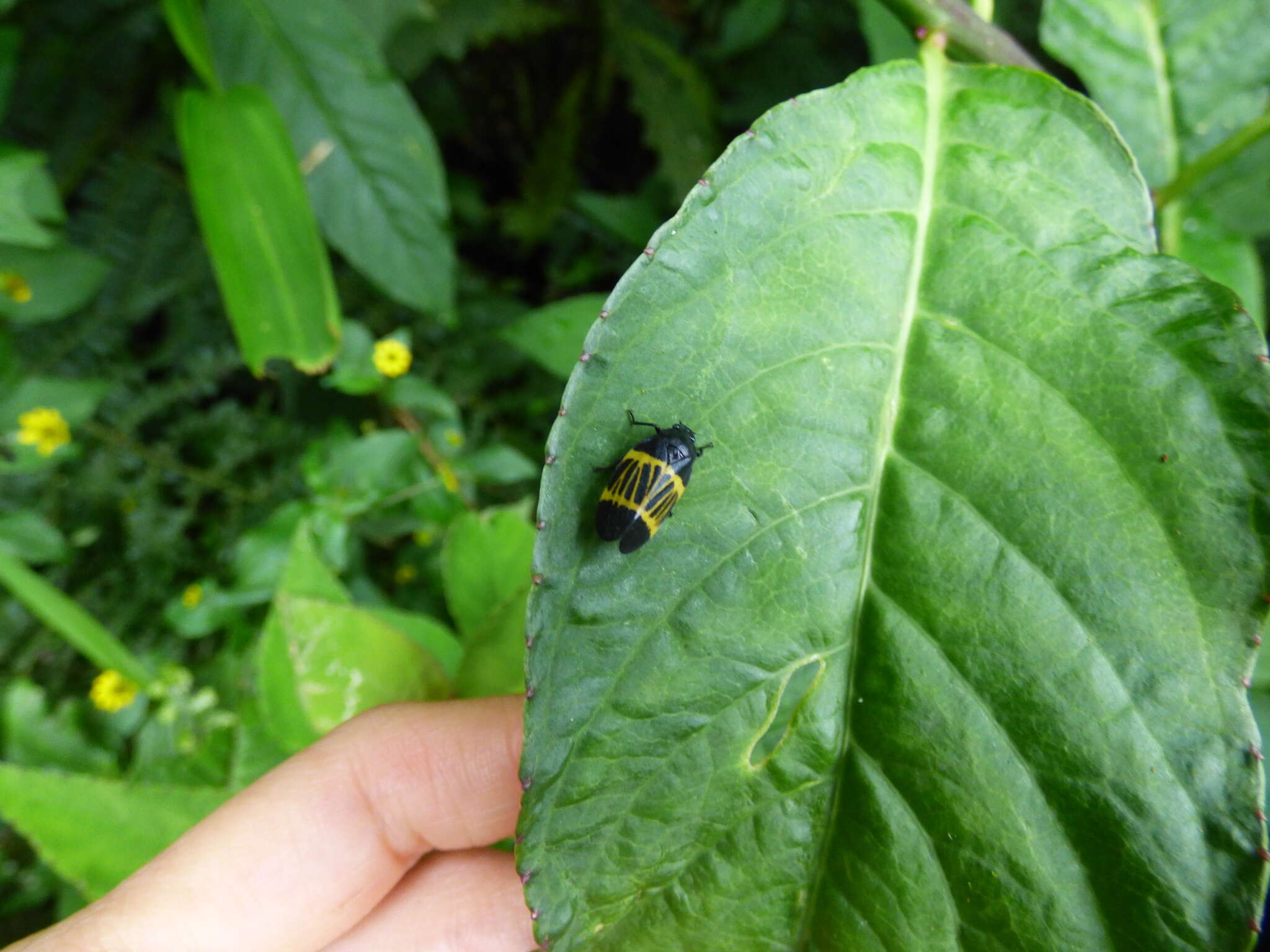 Imagem de Sphenorhina clarivenosa (Jacobi 1908)