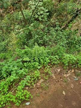 Plancia ëd Polypodium macaronesicum subsp. macaronesicum