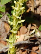 Image of Shortflowered bog orchid