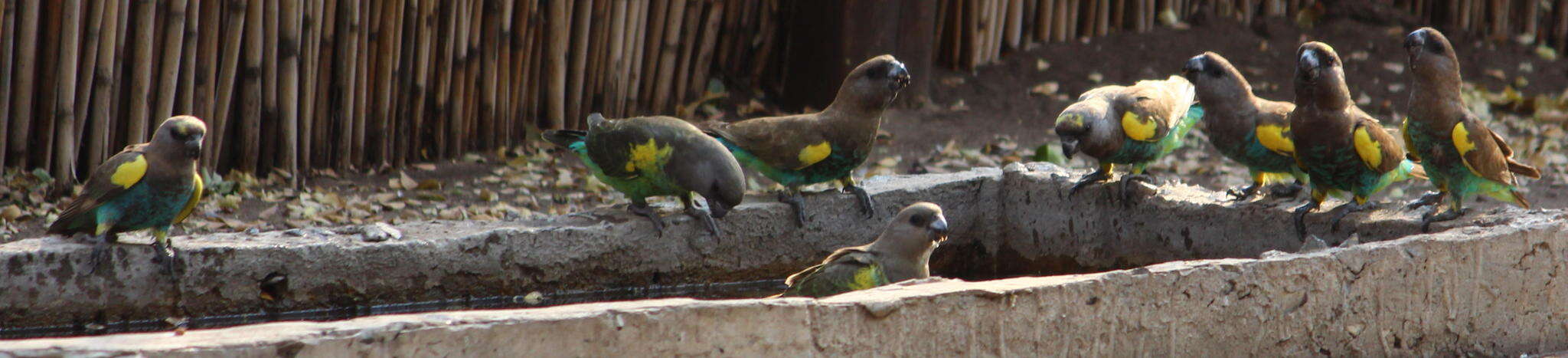 Image of Damara Meyer's Parrot