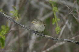 Image of Grey Warbler-Finch