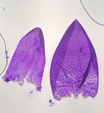 Image of Lescur's sphagnum