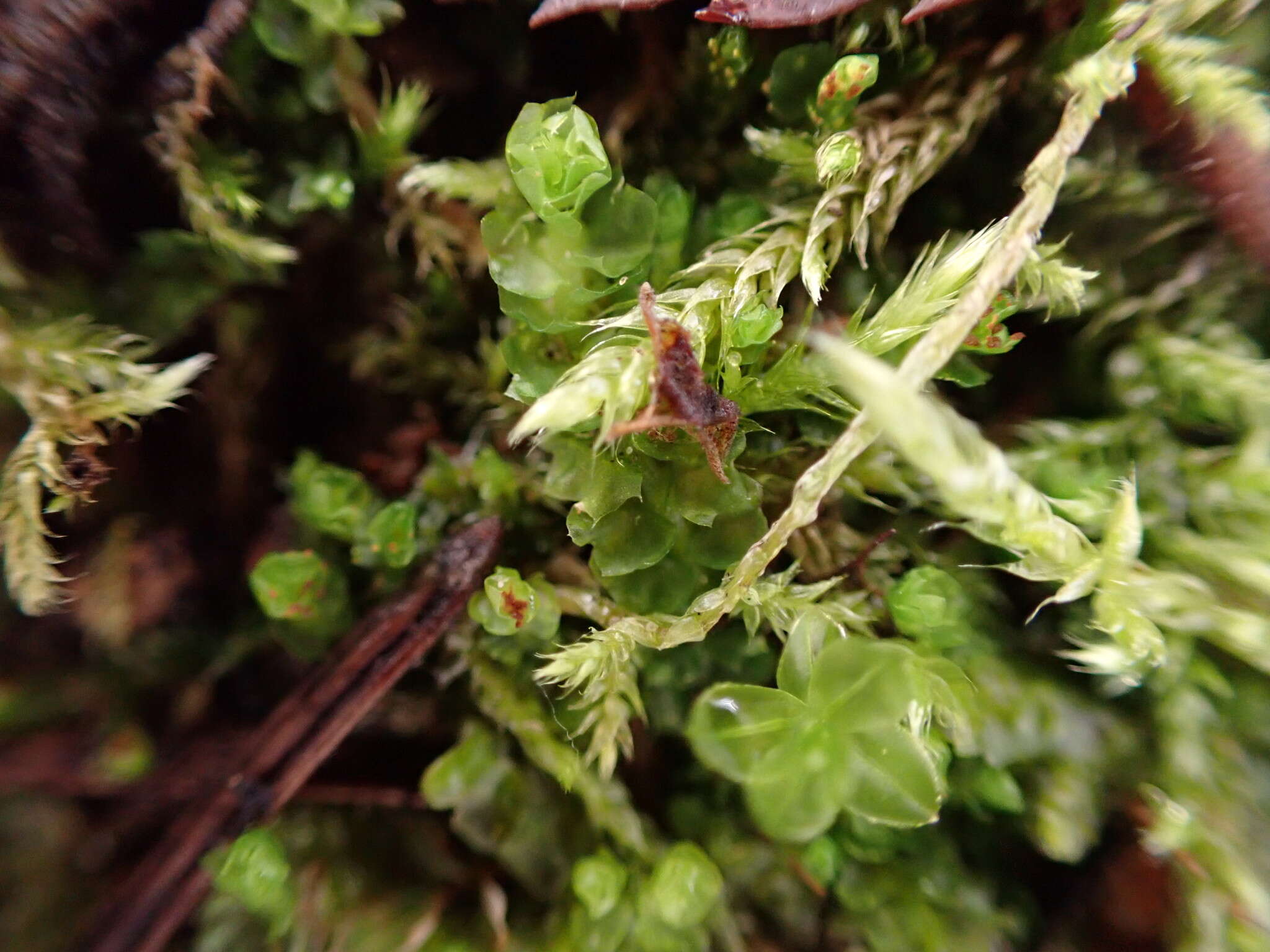 Image of Barbilophozia hatcheri (A. Evans) Loeske