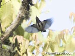 Image of Crimson-crowned Flowerpecker