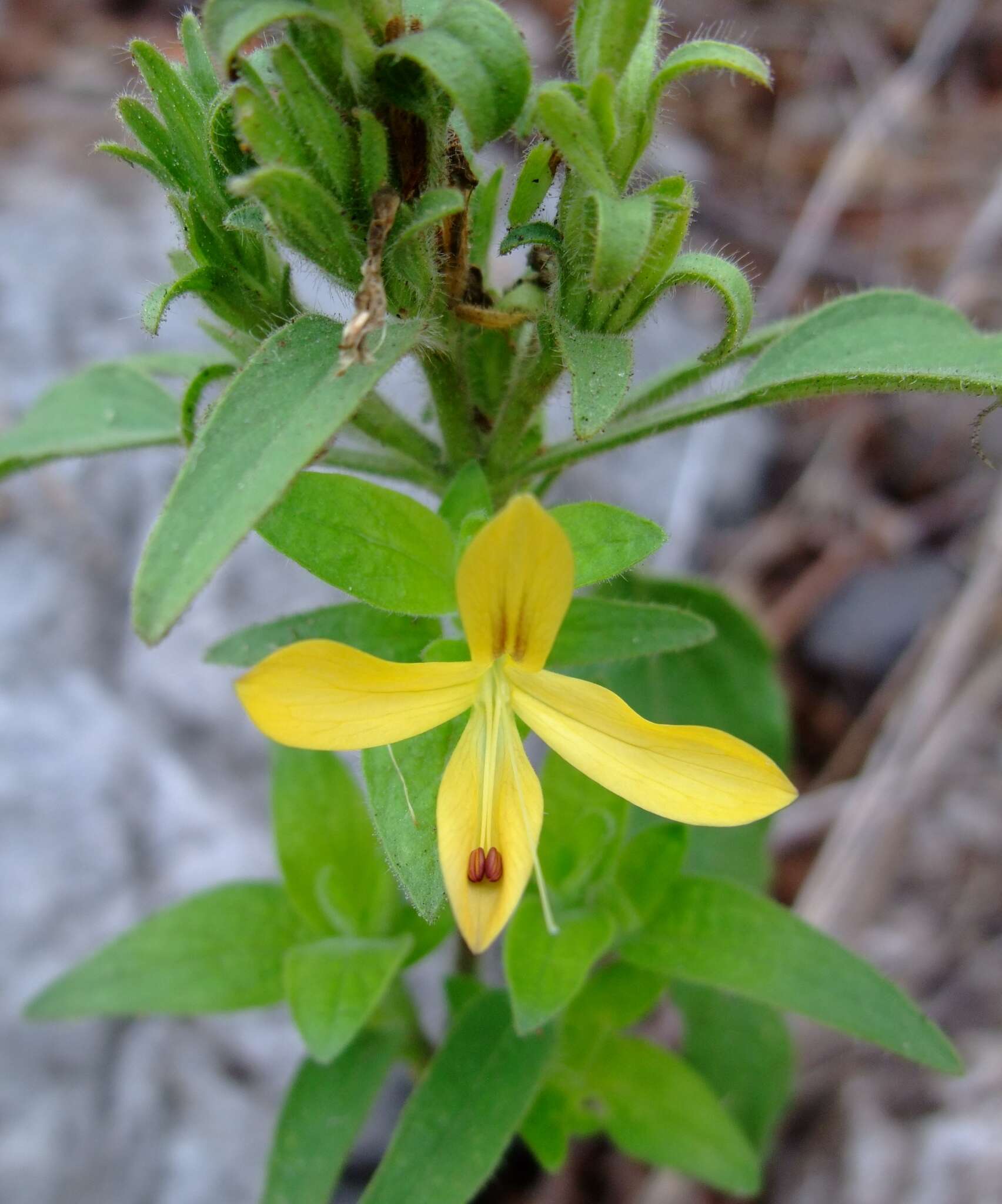 Tetramerium glandulosum Oerst. resmi