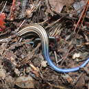 Image of Chihuahuan Skink