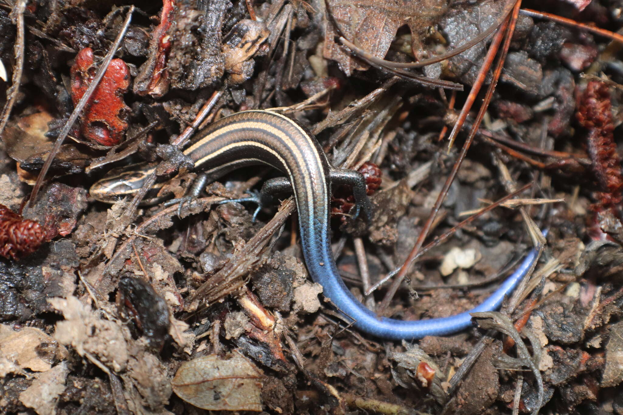 Image of Chihuahuan Skink