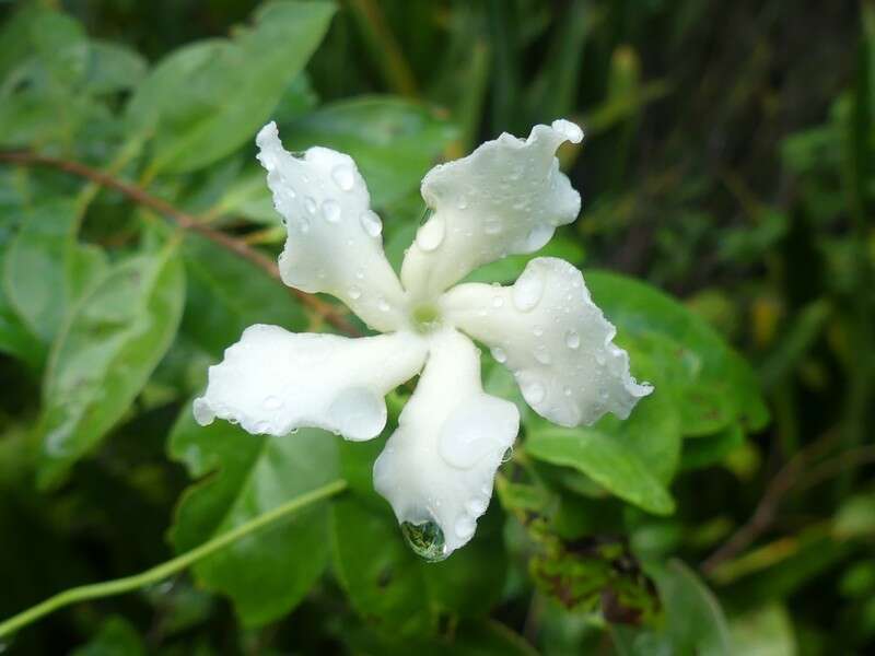 Image of devil's potato