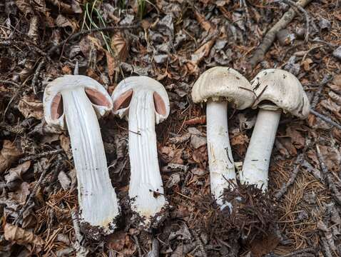 Image of Agaricus gemellatus Kerrigan, L. A. Parra, Cappelli & Weholt 2016