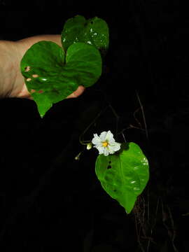 Solanum dalibardiforme Bitter的圖片