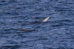 Plancia ëd Mesoplodon europaeus (Gervais 1855)