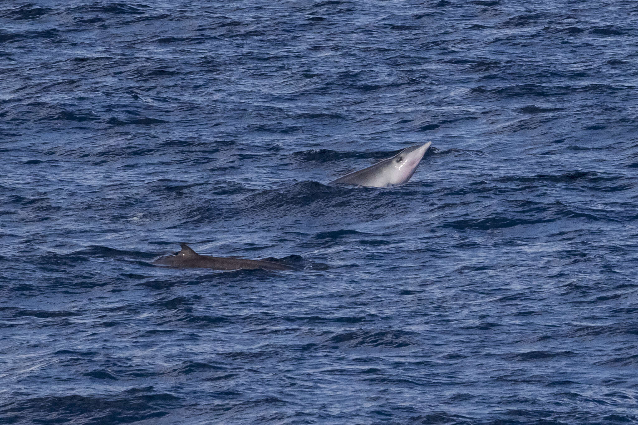 Image of Gervais' Beaked Whale