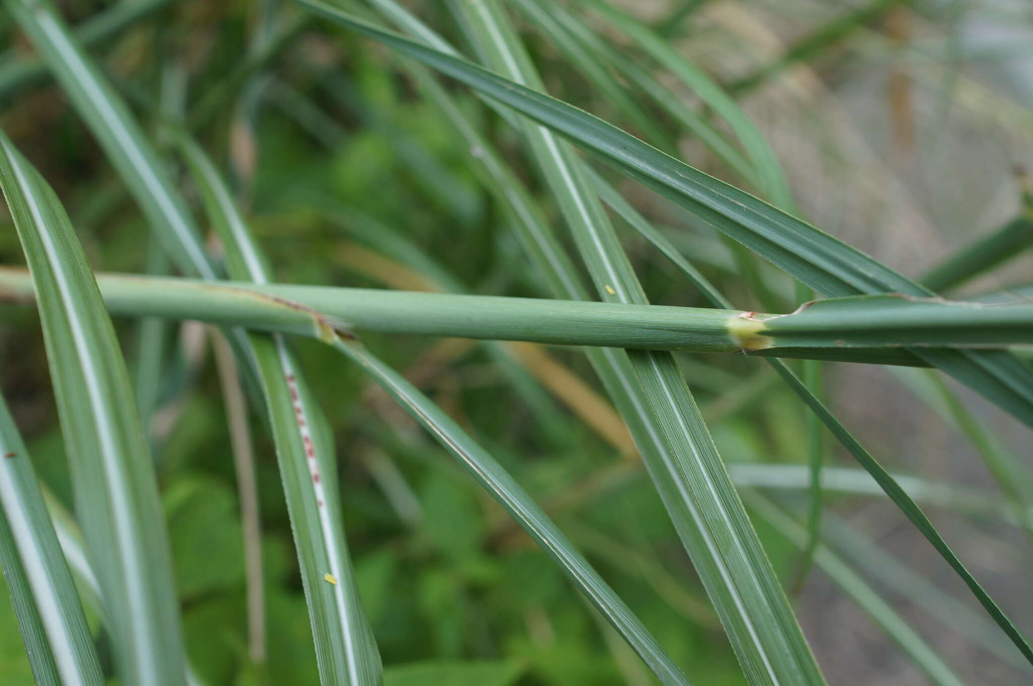 Image of Wild Sugar-Cane