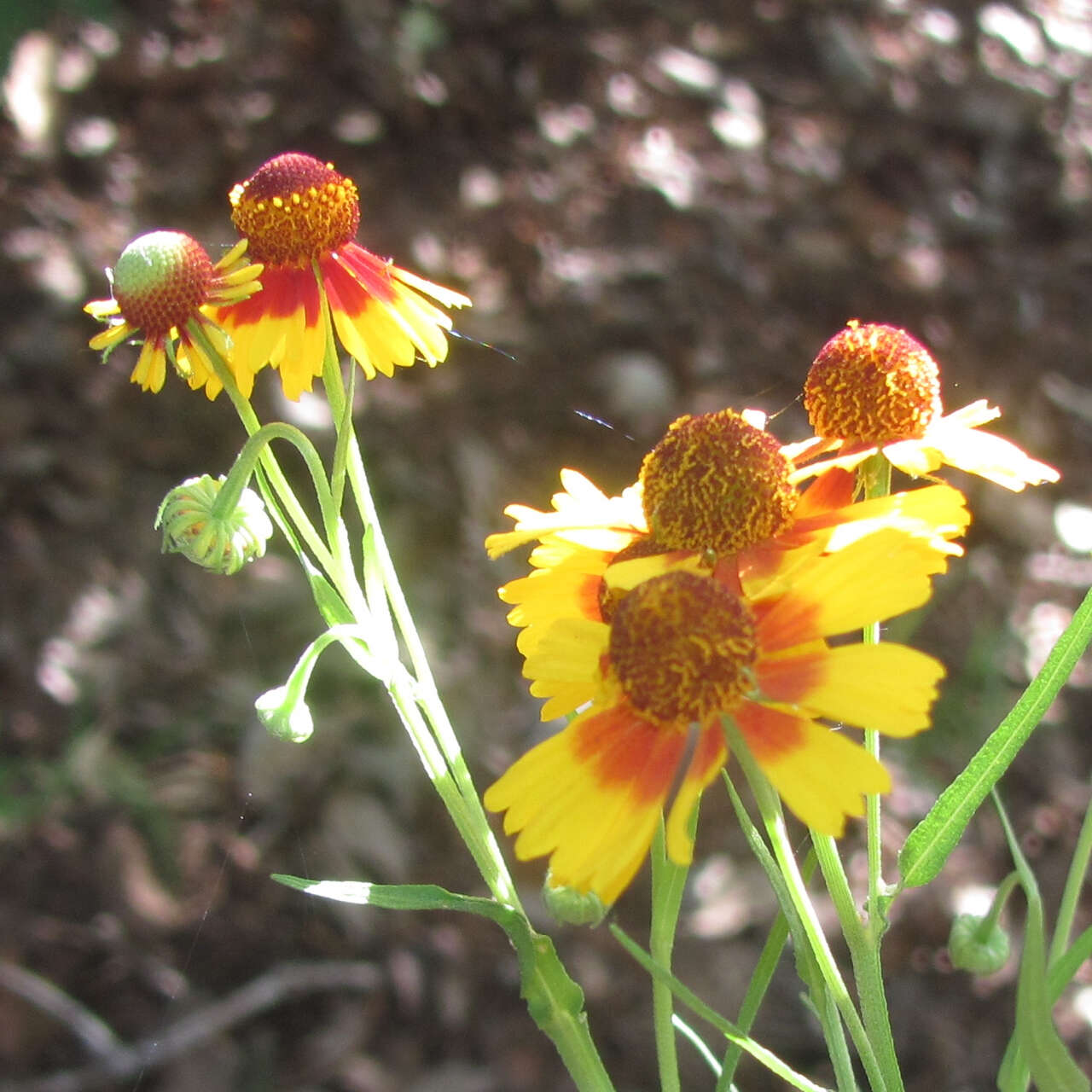 Image of pretty sneezeweed