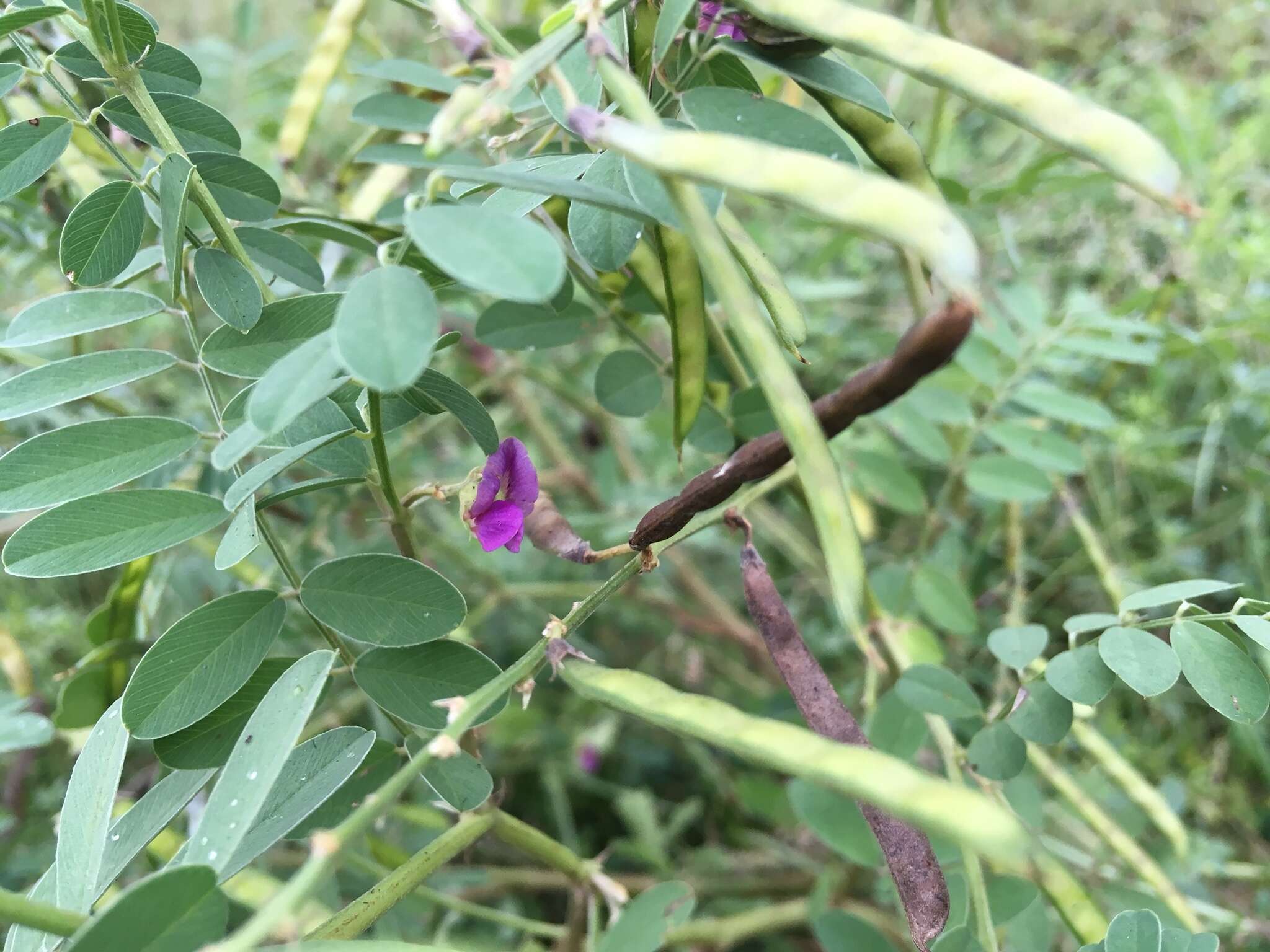 Image de Tephrosia purpurea (L.) Pers.