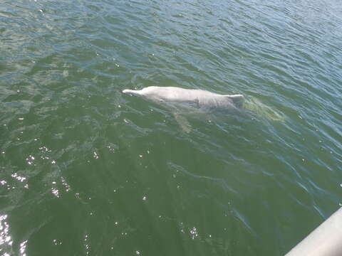 Image of Australian humpback dolphin