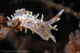 Image of Sea slug