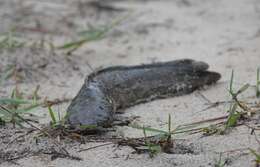 Слика од Clarias batrachus (Linnaeus 1758)