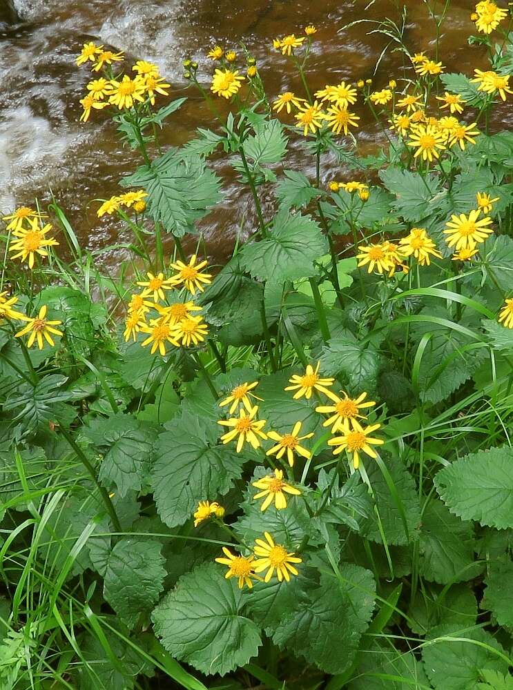 Слика од Jacobaea subalpina (W. D. J. Koch) Pelser & Veldkamp