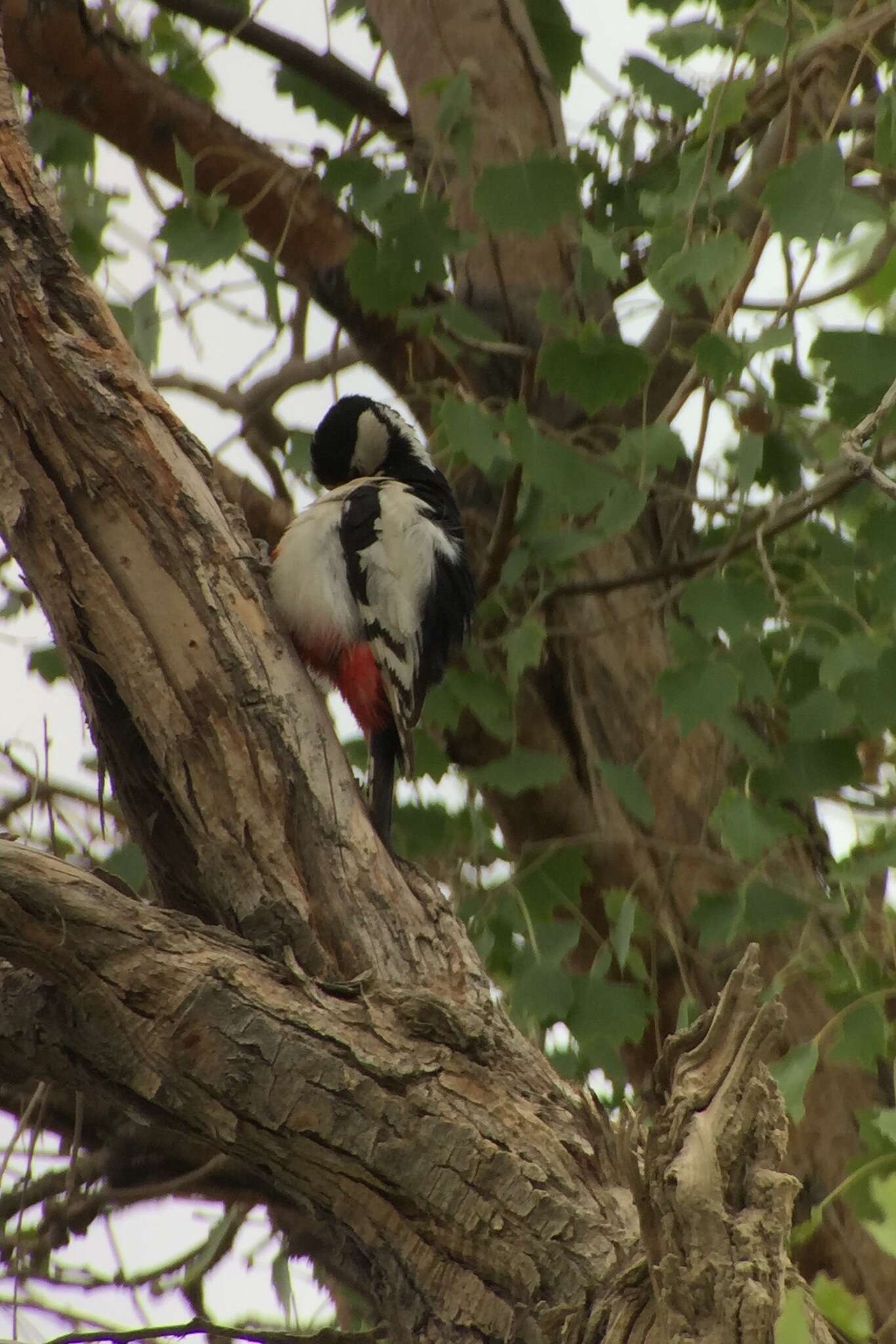 Image of White-winged Woodpecker