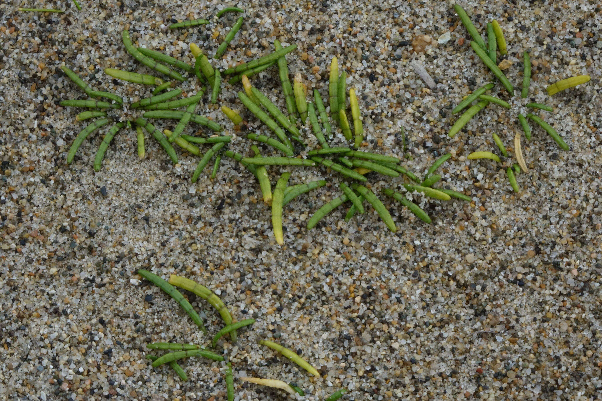 Image of Lilaeopsis novae-zelandiae (Gand.) A. W. Hill