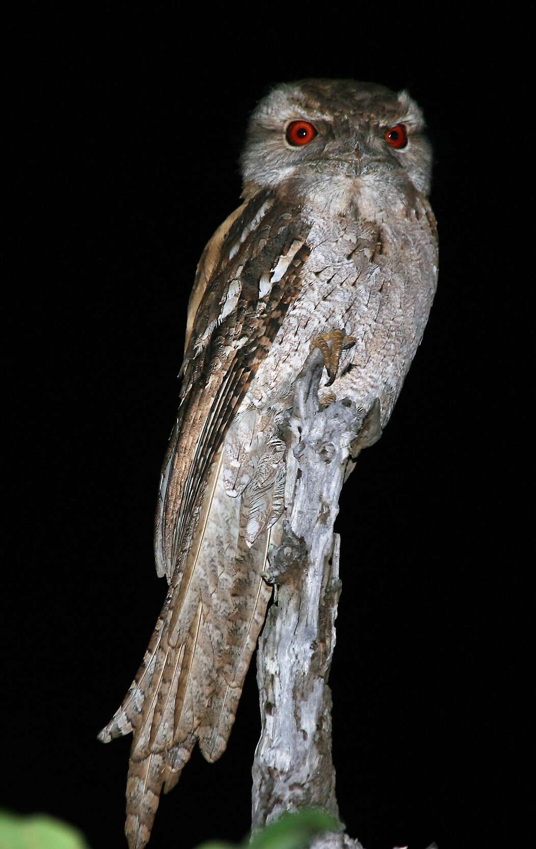 Image of Papuan Frogmouth