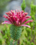 صورة <i>Erica <i>fascicularis</i></i> subsp. fascicularis