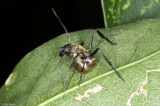 Слика од Myrmecotypus iguazu Rubio & Arbino 2009