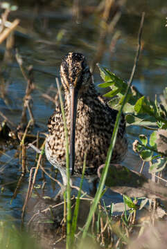 صورة Gallinago nigripennis nigripennis Bonaparte 1839