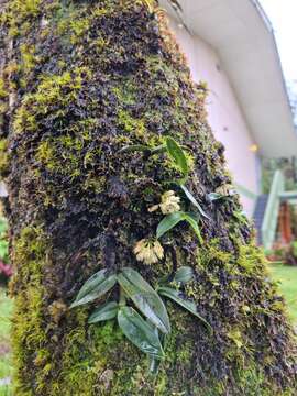 Image of Dendrobium constrictum J. J. Sm.