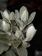 Olearia moschata Hook. fil. resmi