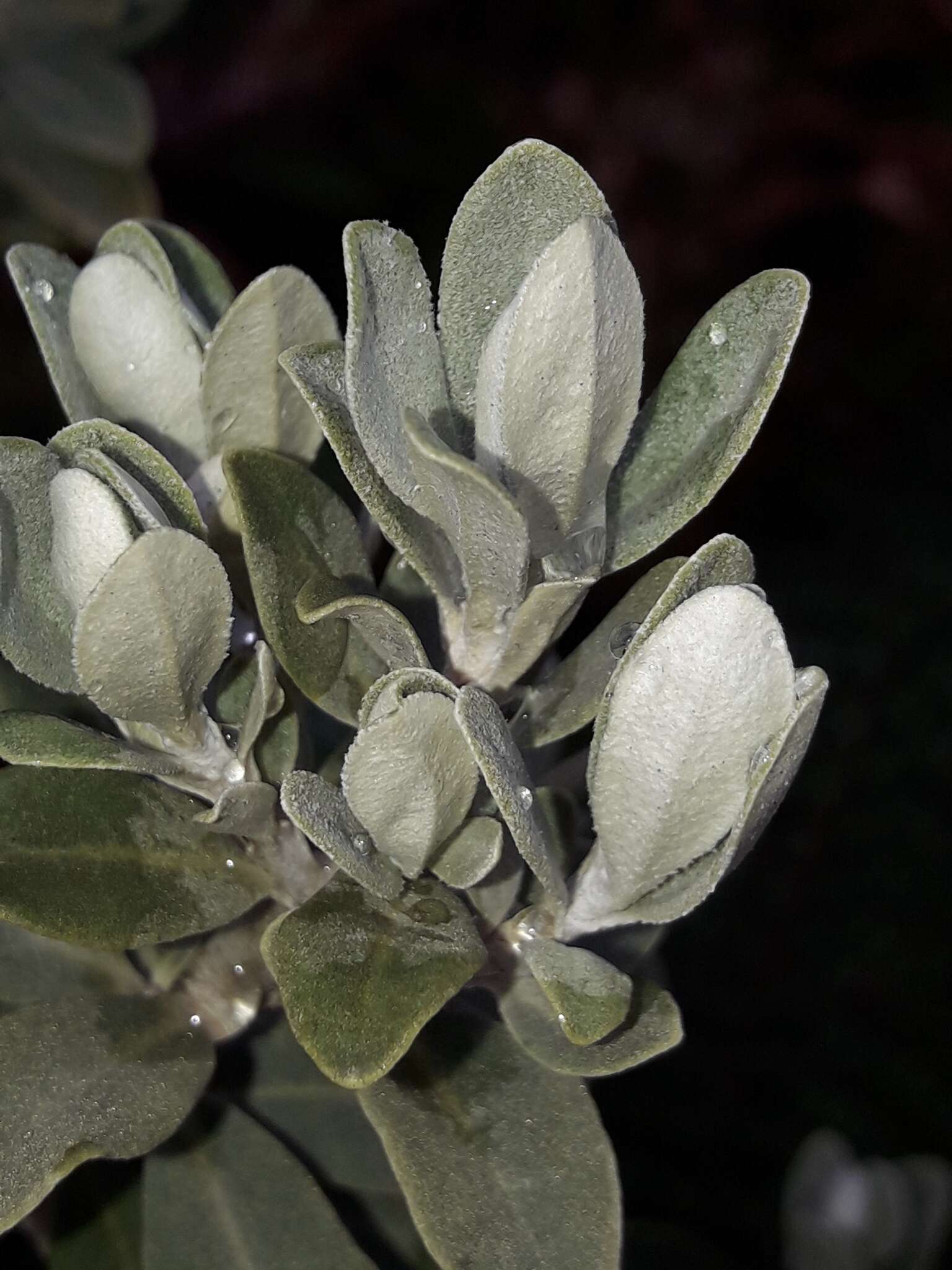 Image of Olearia moschata Hook. fil.