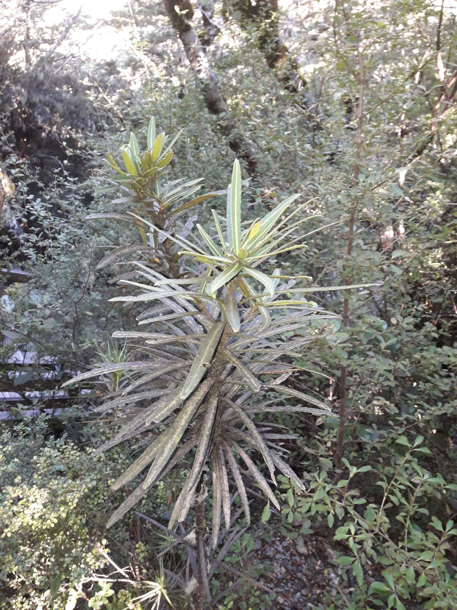 Image of Pseudopanax linearis (Hook. fil.) K. Koch