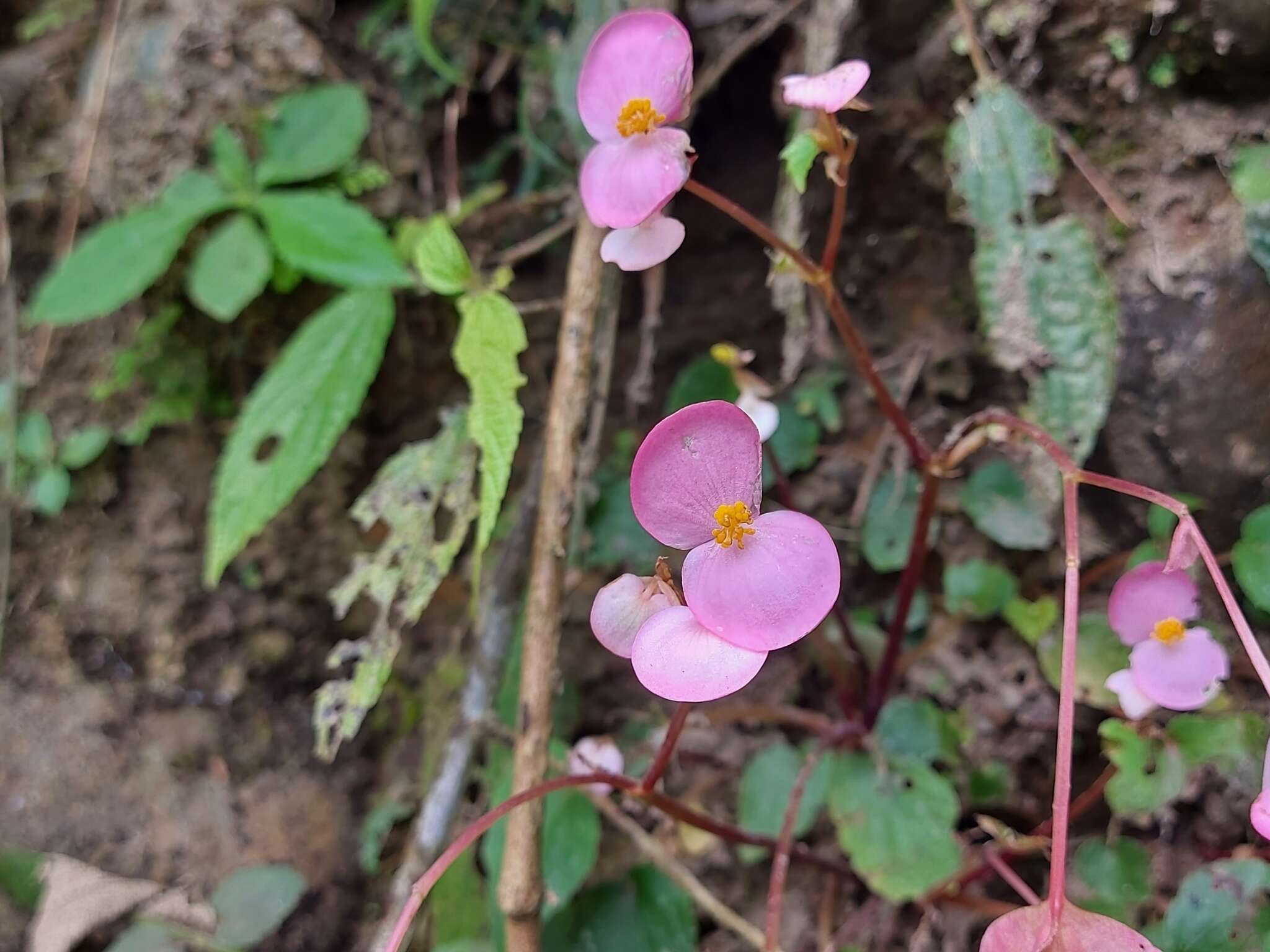 Image of Begonia ravenii C. I. Peng & Y. K. Chen