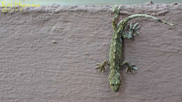 صورة Gekko japonicus (Schlegel 1836)