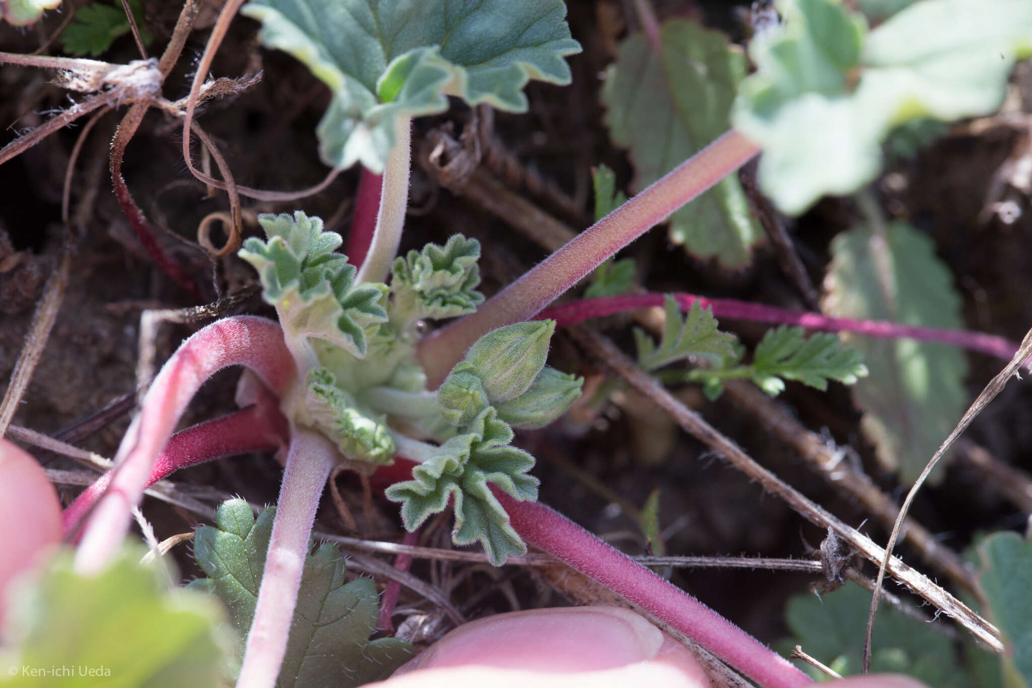 Imagem de Erodium macrophyllum Hook. & Arn.