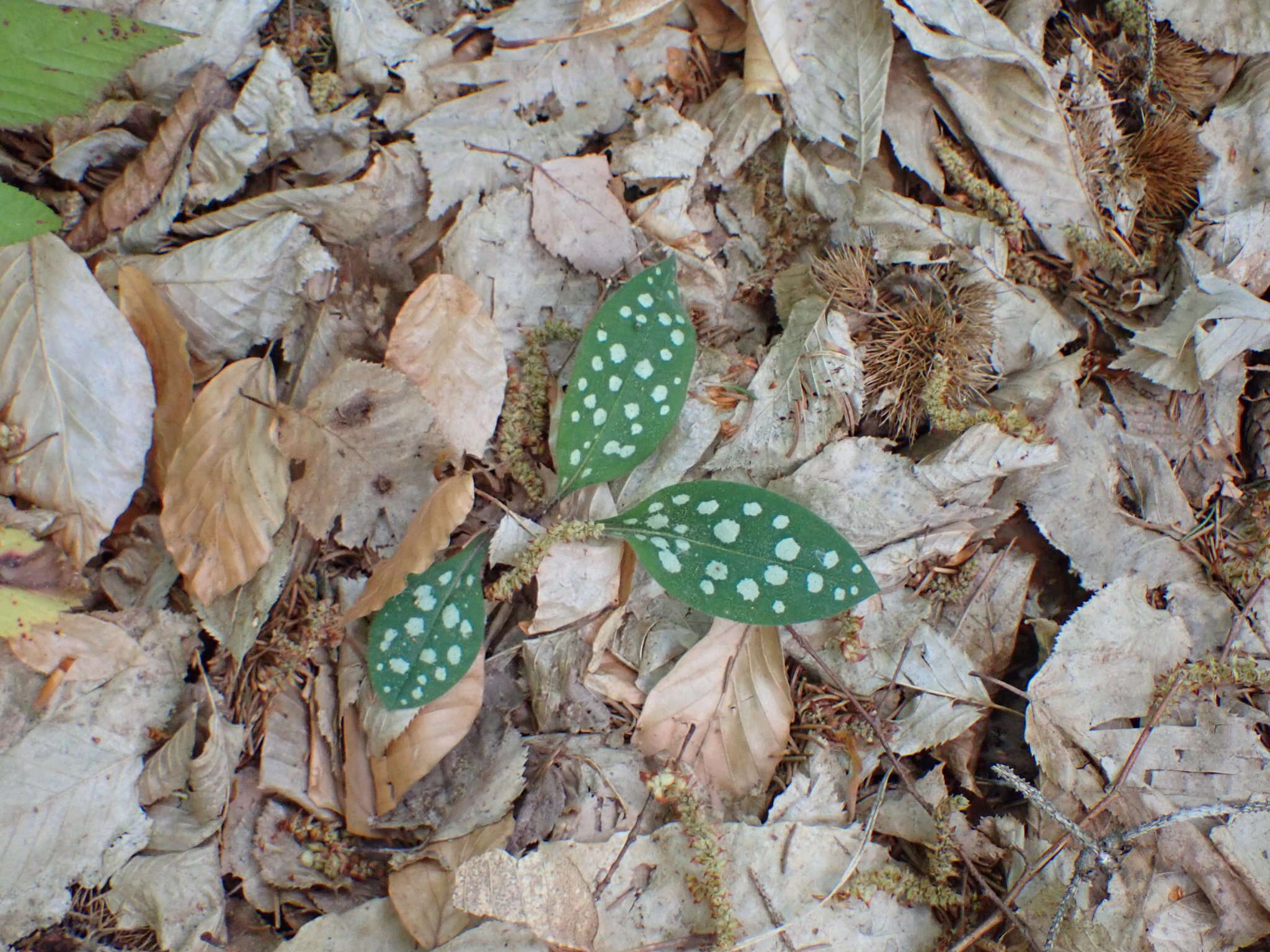 Sivun Pulmonaria stiriaca A. Kerner kuva