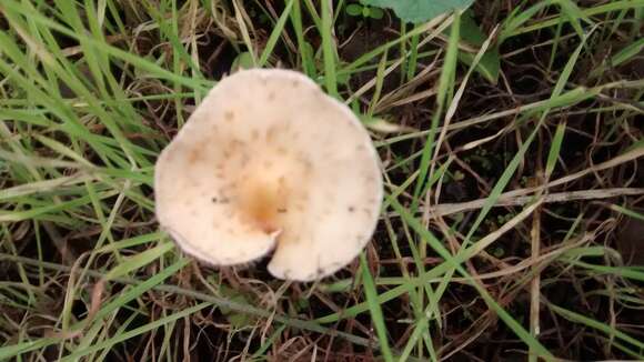 Image de Leratiomyces percevalii (Berk. & Broome) Bridge & Spooner 2008