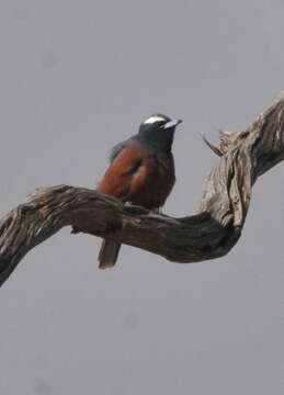 Image of White-browed Woodswallow