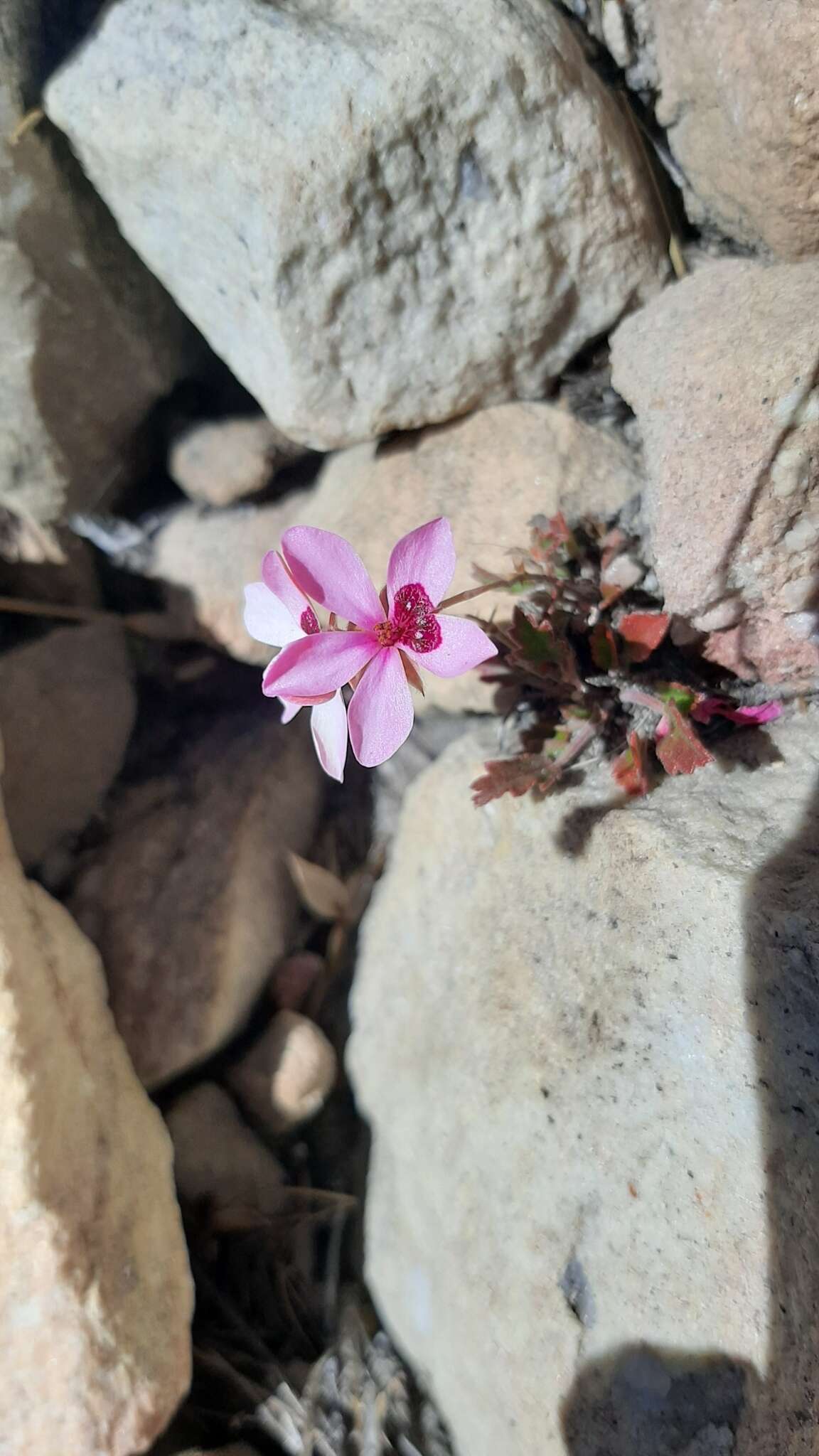 Image of Pelargonium burgerianum J. J. A. Van der Walt