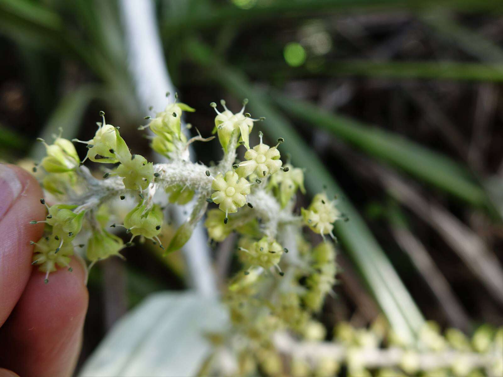 Astelia banksii A. Cunn.的圖片