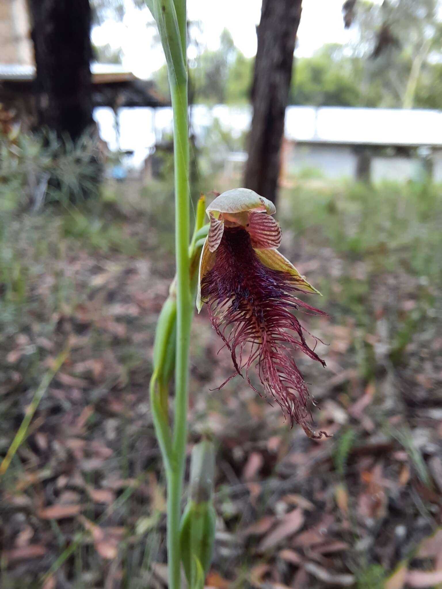 Imagem de Calochilus gracillimus Rupp