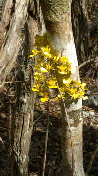 Image of Trichocentrum ascendens (Lindl.) M. W. Chase & N. H. Williams