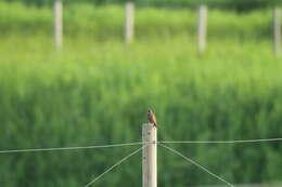 Emberiza cioides ciopsis Bonaparte 1850的圖片