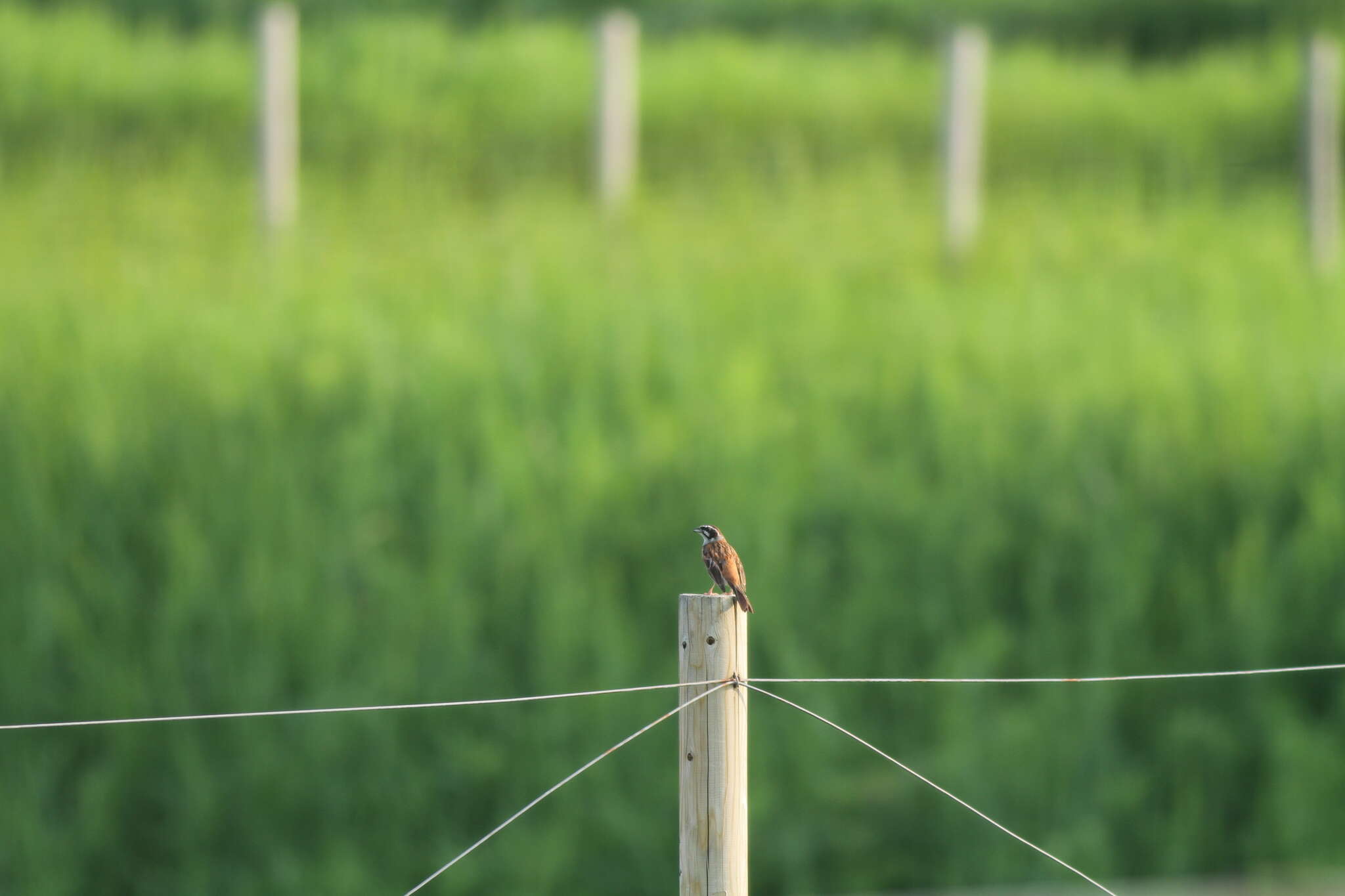 Emberiza cioides ciopsis Bonaparte 1850的圖片