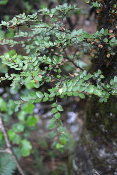 Image of Nothofagus cliffortioides (Hook. fil.) Oerst.