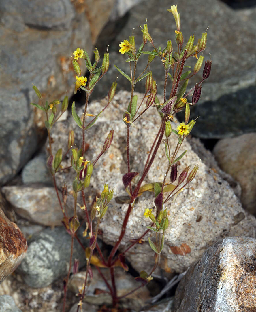 Erythranthe rubella (A. Gray) N. S. Fraga resmi